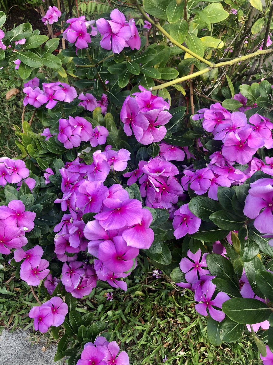 sarahcottle's tweet photo. All-year-round colour #Singapore #ThingsIWillMiss ❤️🇸🇬 https://t.co/zjcZtqHcu1