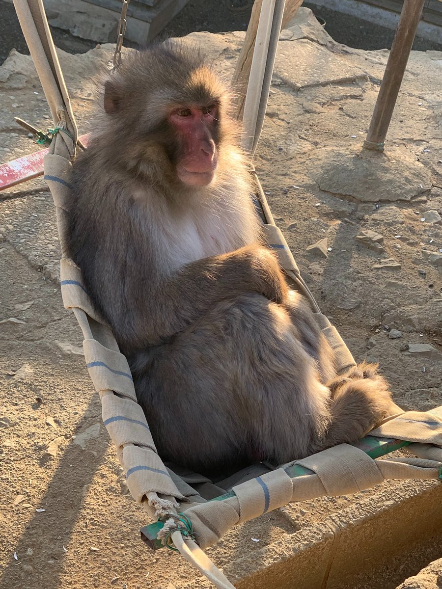 Takaosan_Saruen's tweet image. The appearance of him relaxing  in a hammock is like a human being. #mttakao #mttakaomonkeypark #monkeypark #snowmonkey #monkey