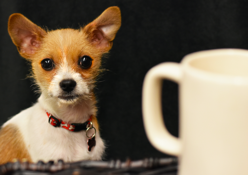 LollypopFarm's tweet photo. For the cost of a cup of coffee a day, you can help save the lives of pets in need! ๐พโ As a Fur-Ever Yours Monthly Donor, your ongoing support will help save hundreds of animals. Learn more, and become a monthly donor: https://t.co/Ud8jOzWPC2. #FurEverYours #HelpingPets https://t.co/iUiTrtPHtv
