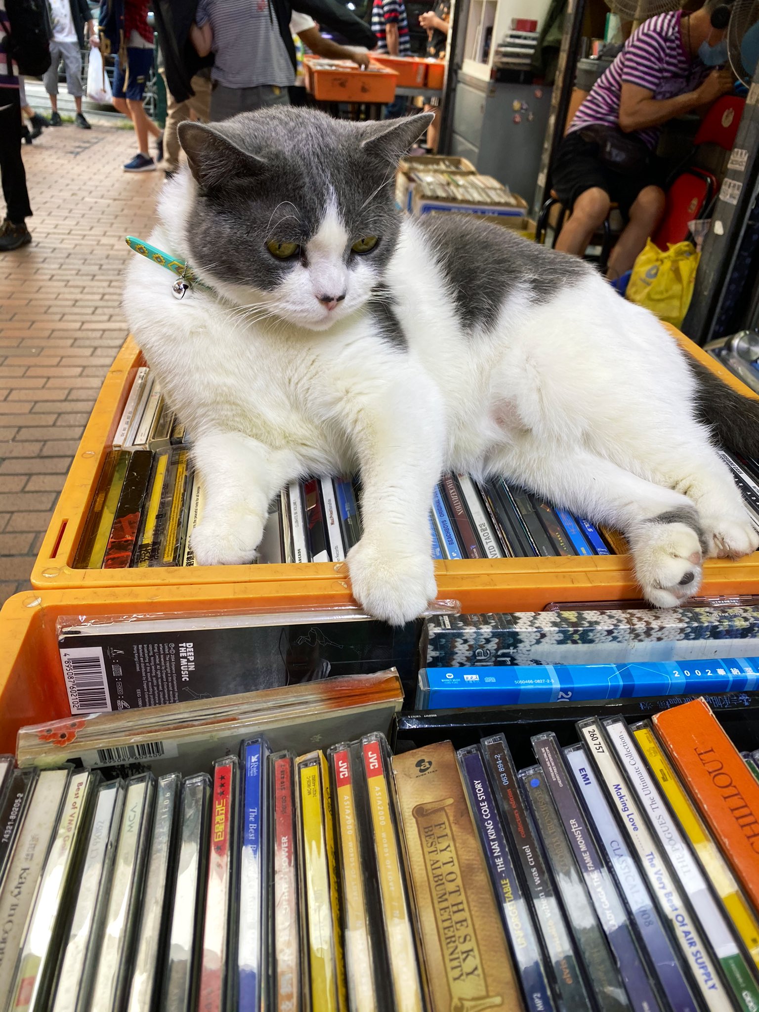 Yoko 今日は 猫の日 看板猫 香港猫 香港https T Co S3m9oh6tca Twitter Yoko 今日は 猫の日 看板猫 香港猫 香港https T Co S3m9oh6tca Twitter