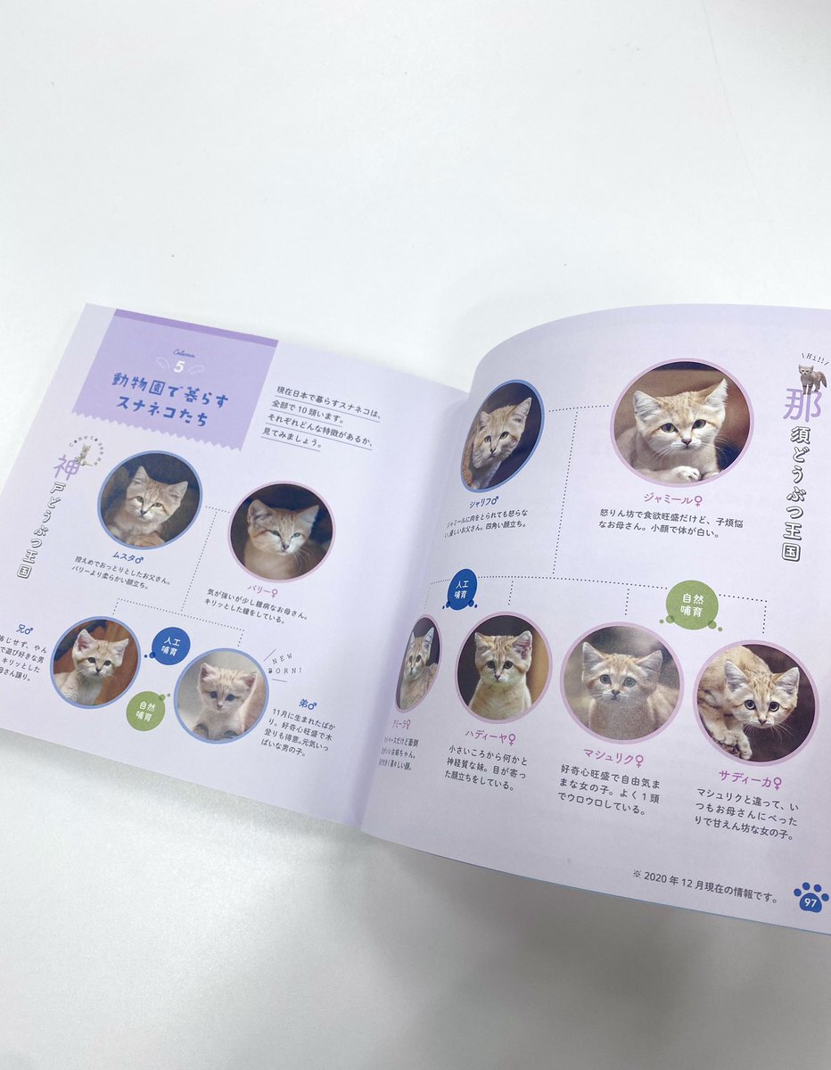 ❤️見どころ➀❤️ 『砂漠の天使スナネコ』写真集には、那須どうぶつ