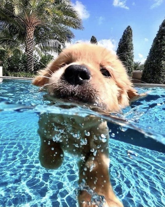 SuavesLomitos's tweet photo. 🐶🌊 https://t.co/jNI7Cdc7RW