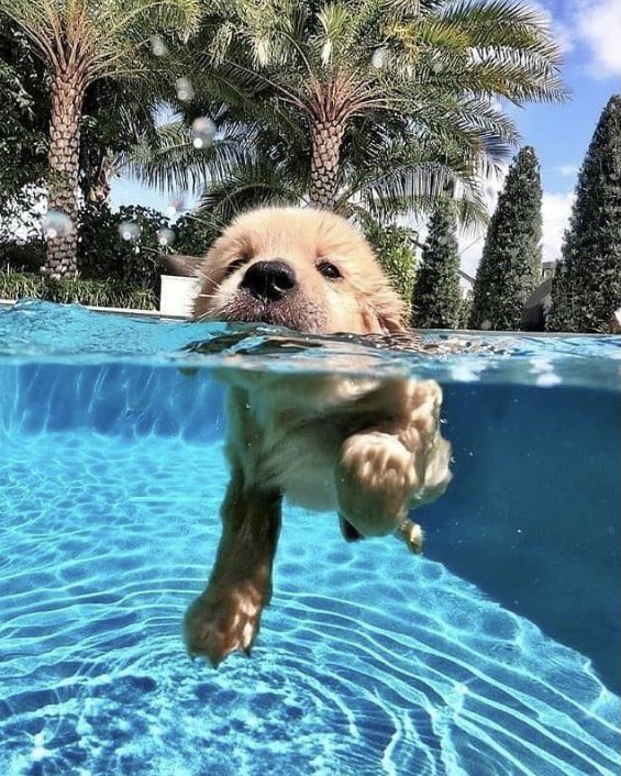 SuavesLomitos's tweet photo. 🐶🌊 https://t.co/jNI7Cdc7RW