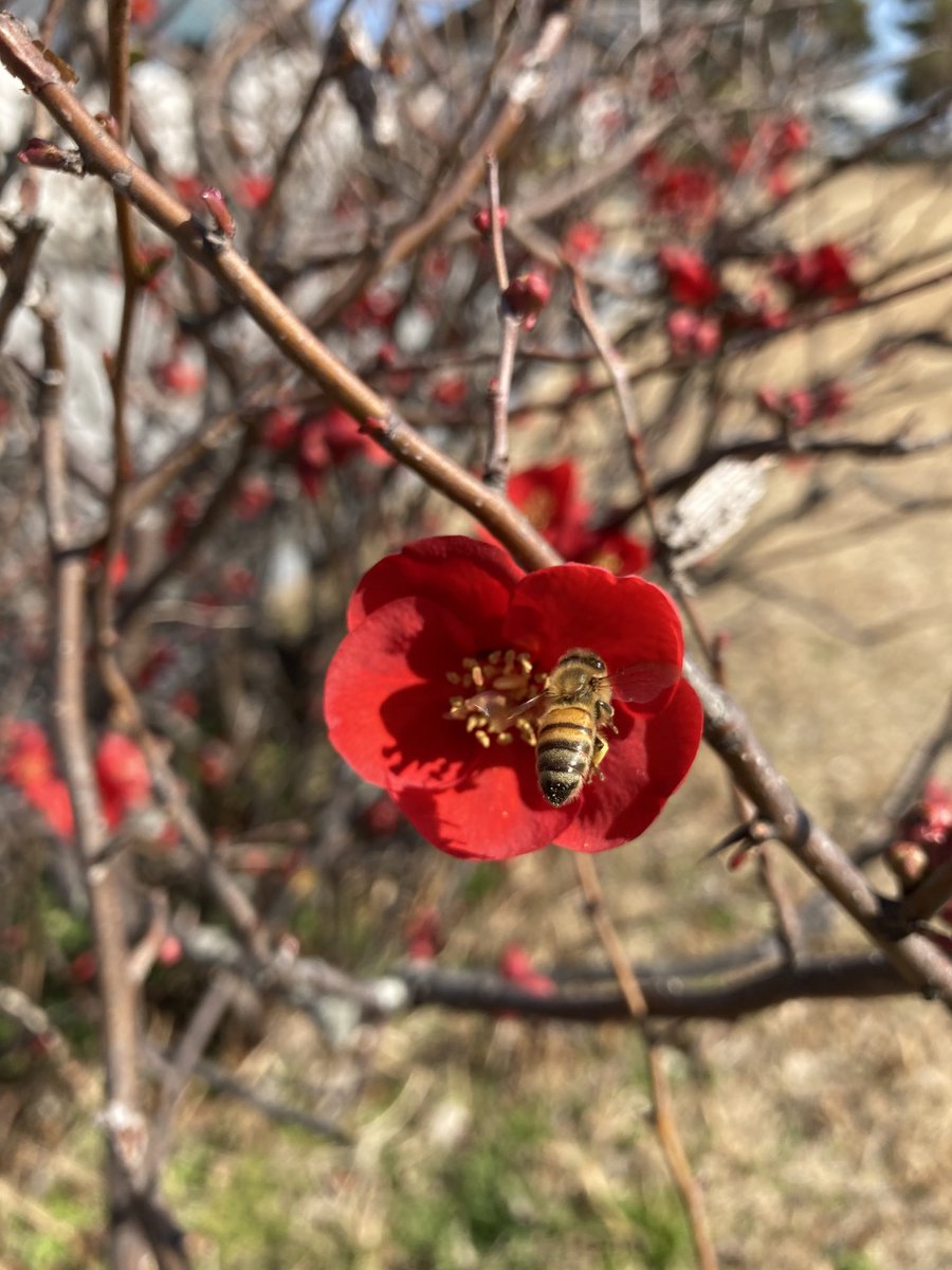 ボケの花