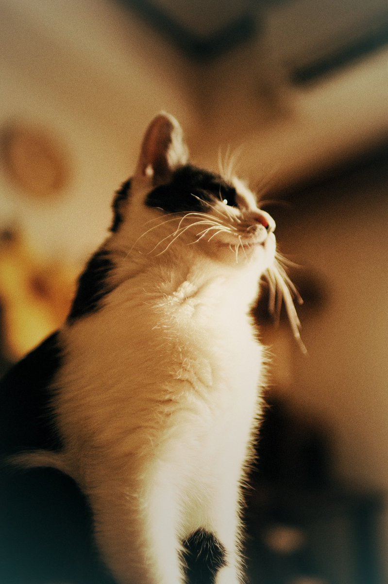 こねこまる Irasuto Oosuke Twitter