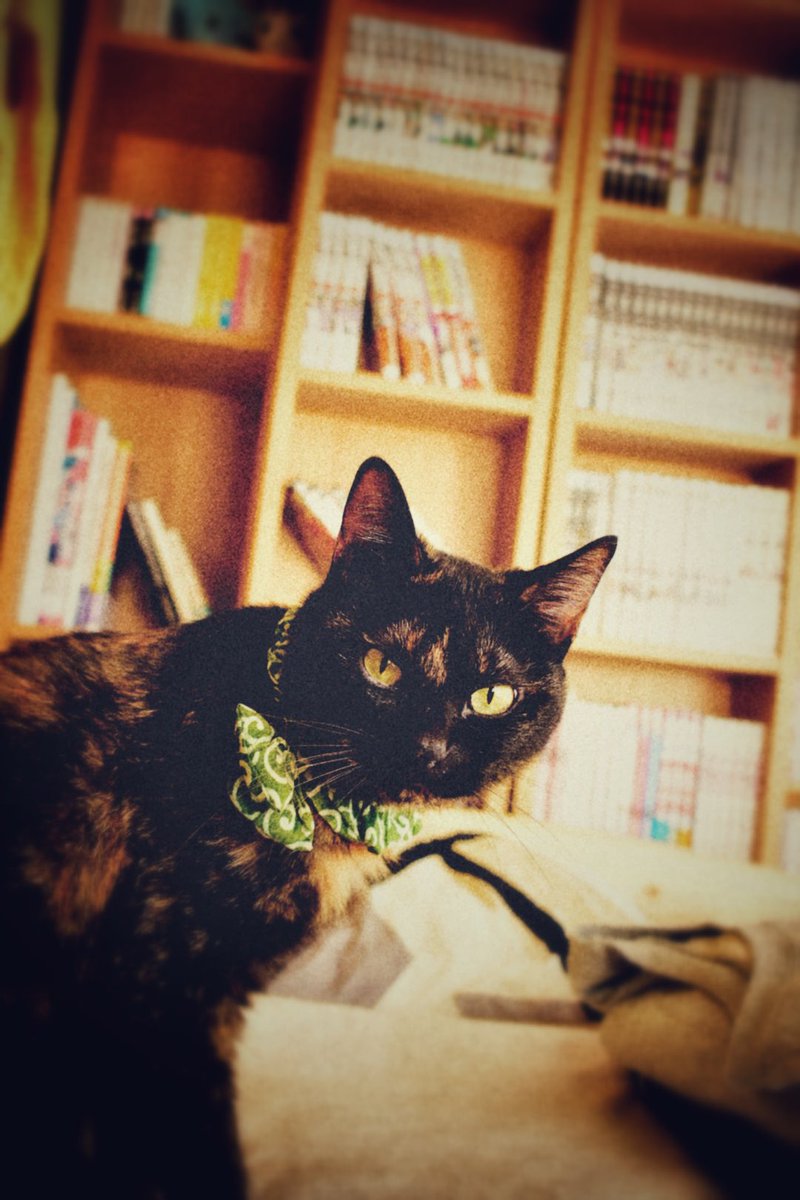 こねこまる Irasuto Oosuke Twitter