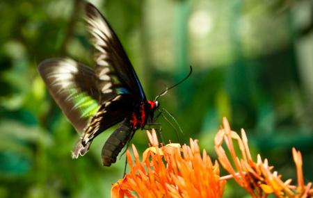 Today's site in Malaysia is the Kuala Lumpur Butterfly Park. It's home to over 5,000 beautiful butterflies in one of the largest enclosures in the world. It's filled with exotic plants for the butterflies & also has an insect museum with beetles, stick insects and other insects.