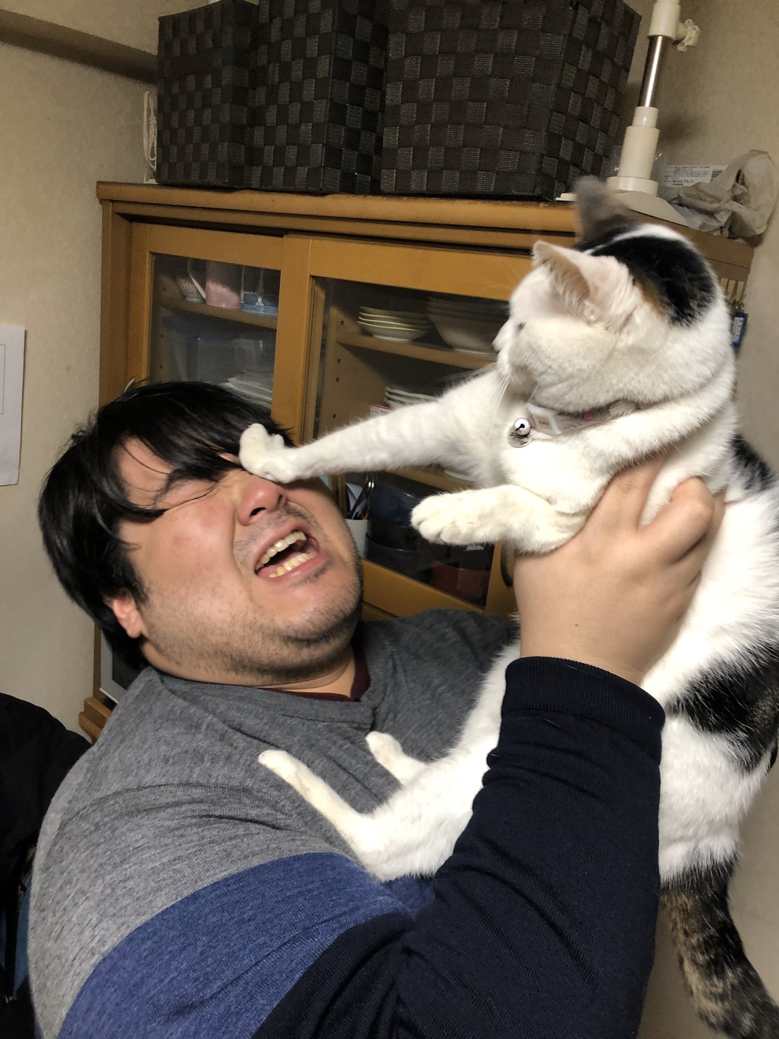 猫澤たったん様 猫澤たったん様 澤部渡 / スカート on X: