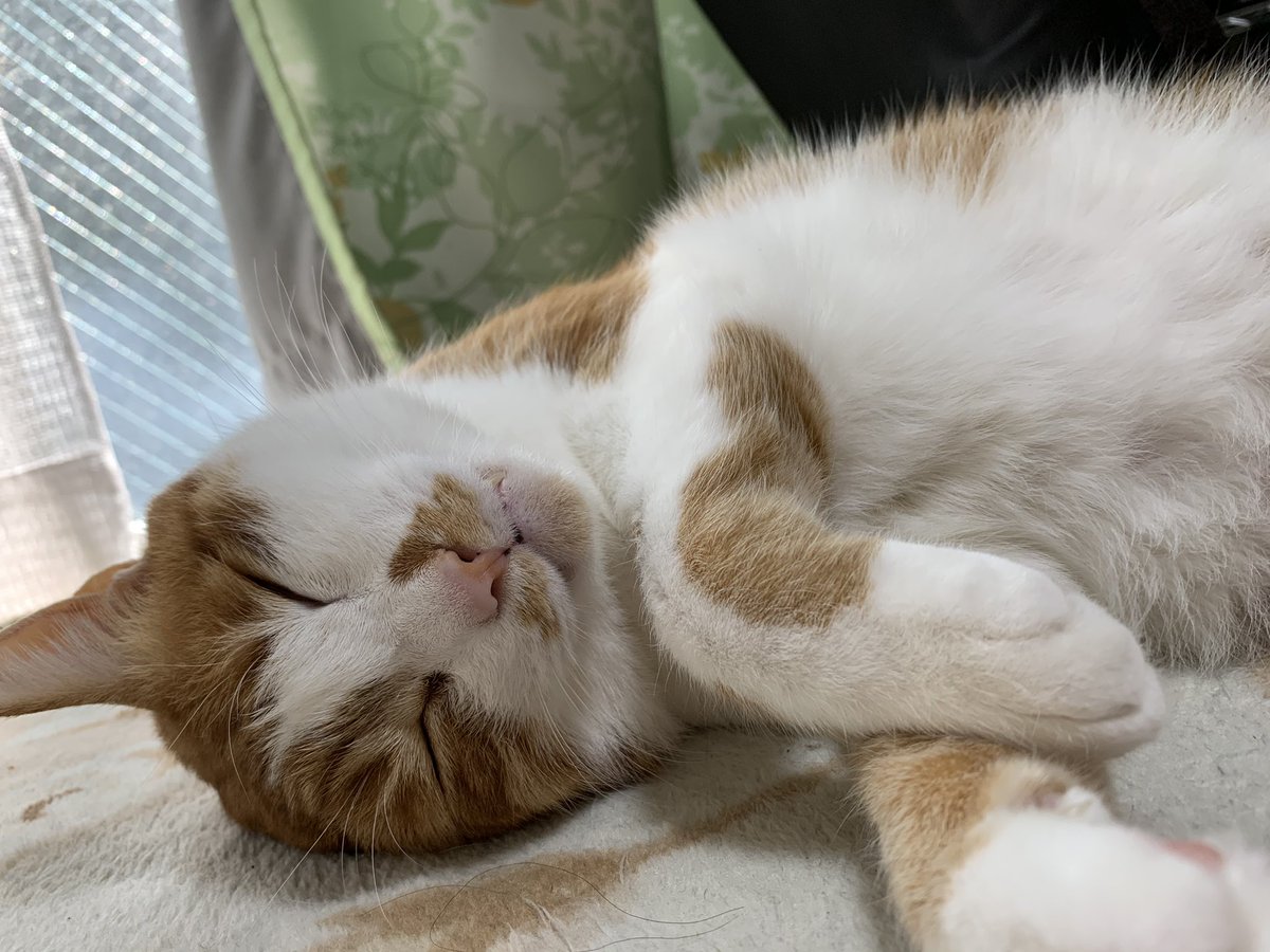 331155san's tweet photo. 寝た
#ねこの日 https://t.co/f9S9wETlL1