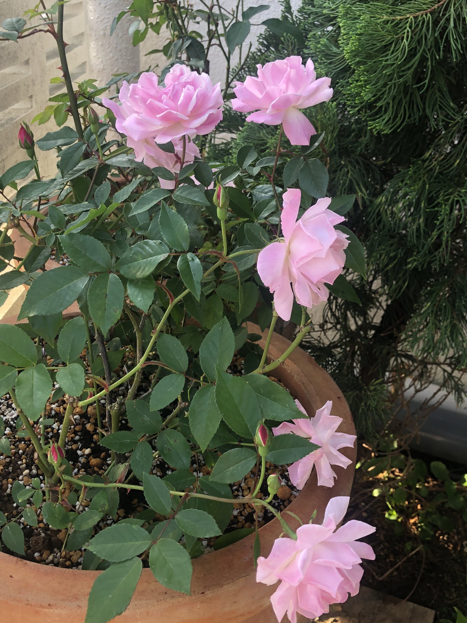 島バラ沖縄産 庚申薔薇こうしんばら挿し木成功ぬき苗