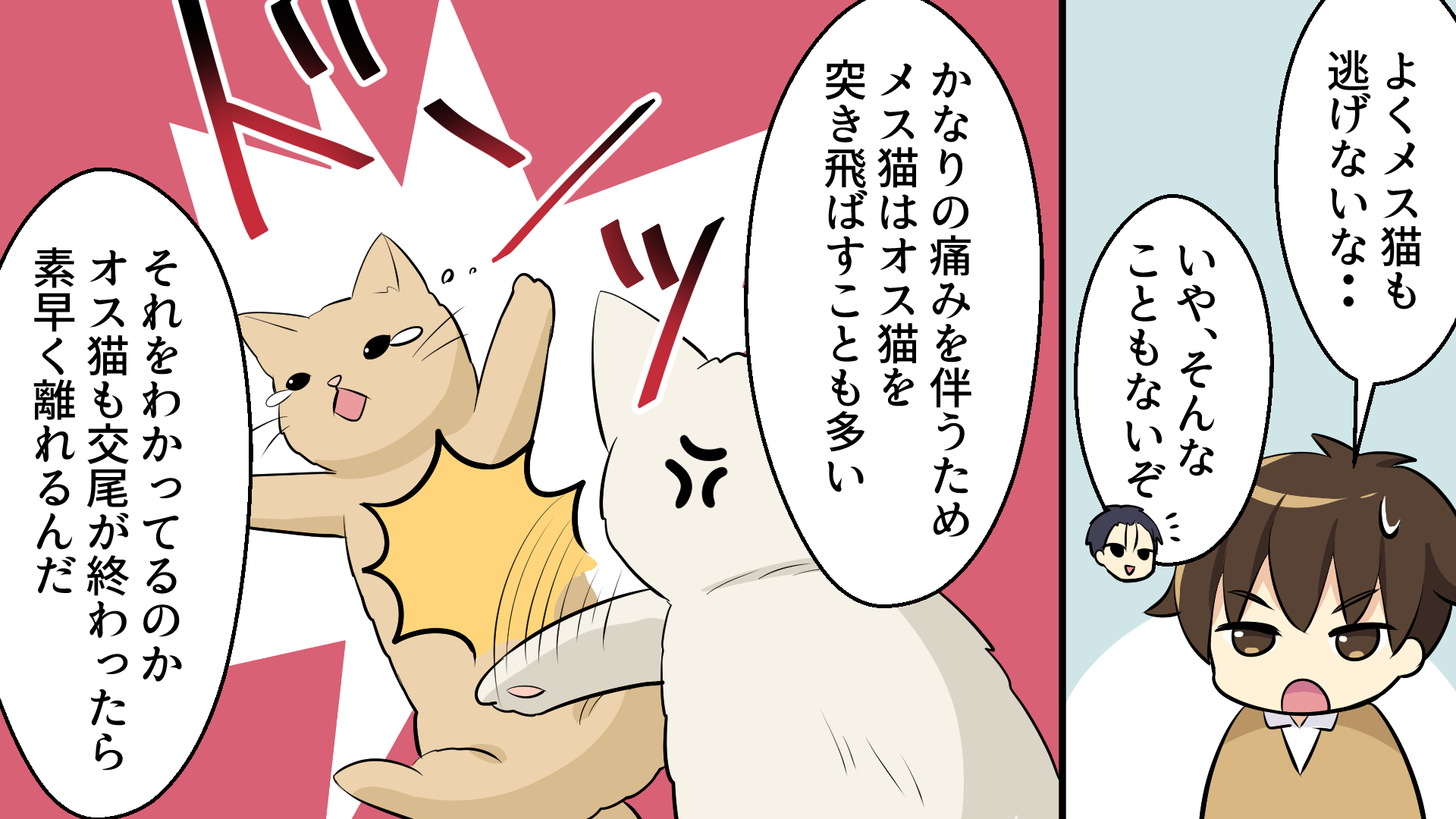 雑学王子トリビアーン Youtubeマンガ動画 イラスト 一部公開 テーマは 発情期の動物の特殊な交尾 可愛らしい鳴き声のイメージが強い猫ですが 発情期になると 唸り声を上げてメスがオスを誘うようです 他にも繁殖にまつわる特殊な生態を調べてみ