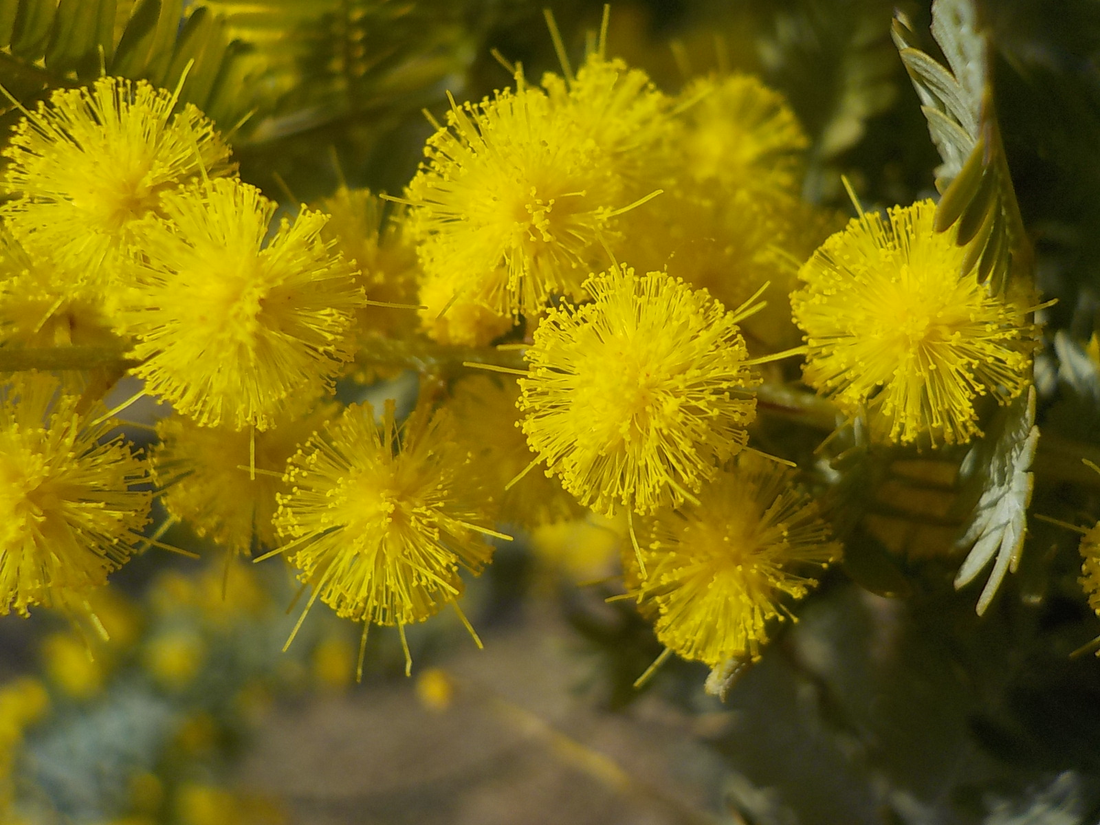 Uzivatel 都立汐入公園 Na Twitteru ミモザアカシア ミモザとは 黄色い花を咲かせるアカシアの総称です 小さな丸い花が 花火模様で集まり優しく甘い香りが漂っています 3月8日はミモザの日 ぜひ奥様 お母様にプレゼントしてはいかがですか 都立公園 荒川区
