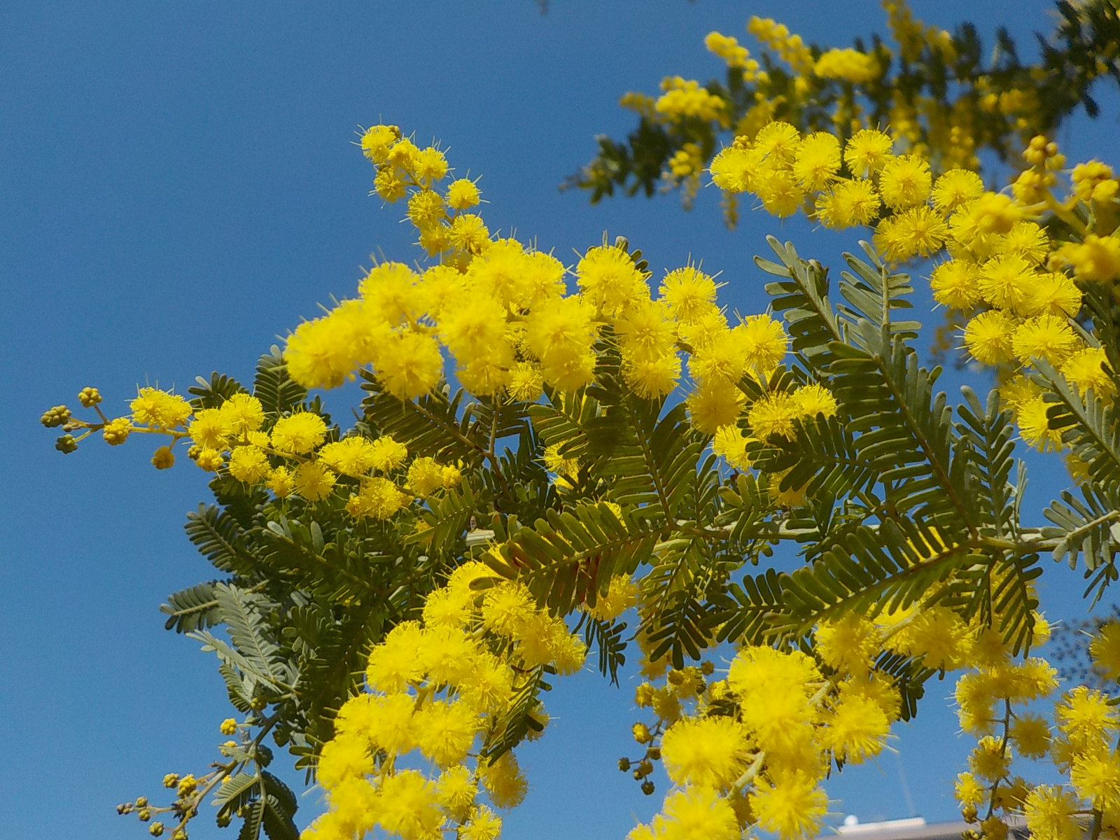 Uzivatel 都立汐入公園 Na Twitteru ミモザアカシア ミモザとは 黄色い花を咲かせるアカシア の総称です 小さな丸い花が 花火模様で集まり優しく甘い香りが漂っています 3月8日はミモザの日 ぜひ奥様 お母様にプレゼントしてはいかがですか 都立公園 荒川区