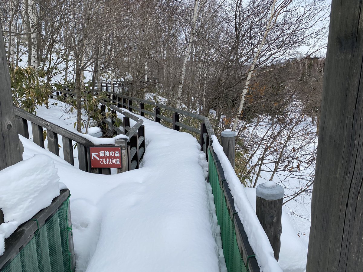 滝野すずらん丘陵公園オフィシャル 3月開催のイベントの下見のために 冬季はは解放してない森のすみかに来ました 雪が橋の柵が膝くらいの高さになる程積もっています ここから奥へどんどん進んどいきましょう