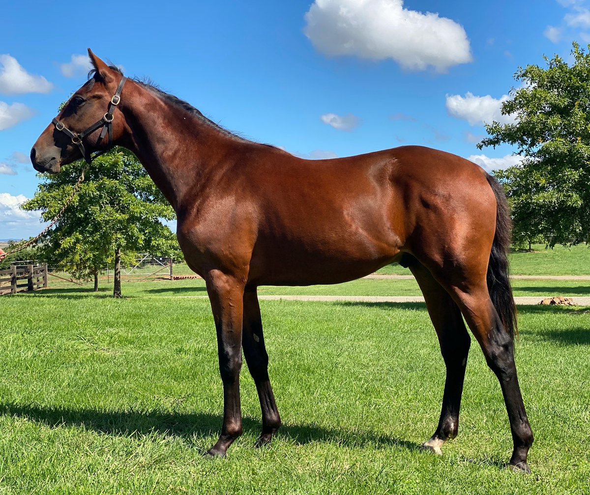BenstudS's tweet photo. 2021 @NutrienEquineSB 🦋 Nsw 

Art Major / Miss RocknRoll - Lot 78 

https://t.co/nv3LFNjeMh @Alabarfarms https://t.co/y2l3nObx4V