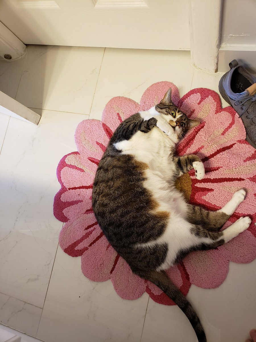 NovaOrionshow's tweet photo. "Why yes I is layings on your rug. And no I donts plans on moving. You may works around me."-Nova #CatsOfTwitter #catsofinstagram #NovaOrionshow #Nova #catstretch #SundayFunday #SleepySunday #SundayNight #greeneyekitty #catlook #lookscankill #guiltycat https://t.co/am8dk8zY1i