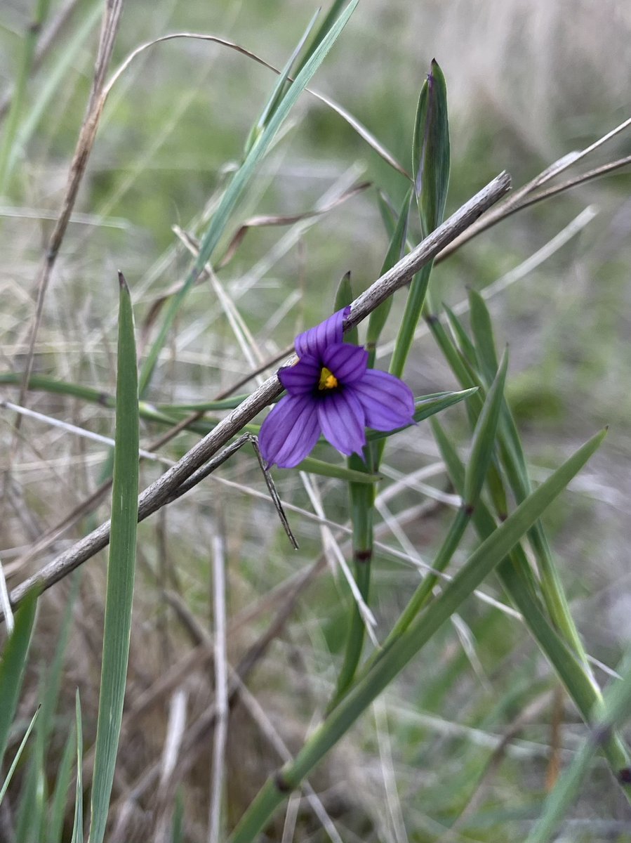 方舟子twitterissa 今日所见野花 加州紫茉莉 California Four O Clock 加州蓝眼草 Californian Blue Eyed Grass 油菜花 Field Mustard 加州野瓜 Chilicothe 方舟子twitterissa 今日所见野花 加州紫茉莉 California Four O Clock 加州蓝眼草 Californian Blue Eyed Grass 油菜花 Field Mustard 加州野瓜 Chilicothe