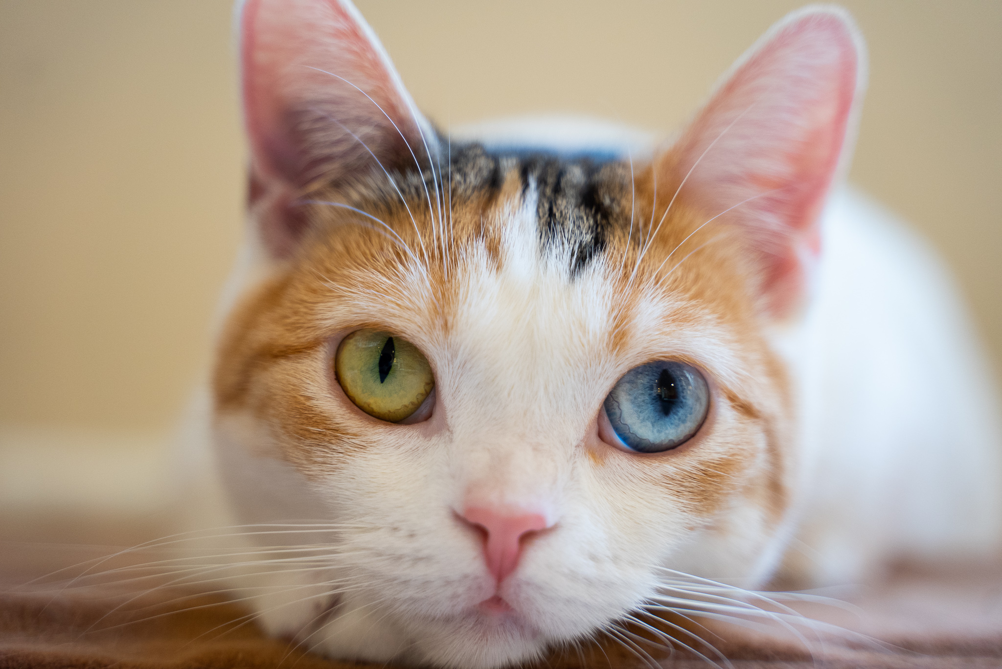 猫カフェにあにゃあ大阪梅田 今日は 猫の日 なのでうちの おひとり様専用猫カフェ の看板娘たらこちゃんを見て欲しい 関西猫カフェめぐり ひとり猫カフェにあにゃあ T Co Af5z023qih Twitter
