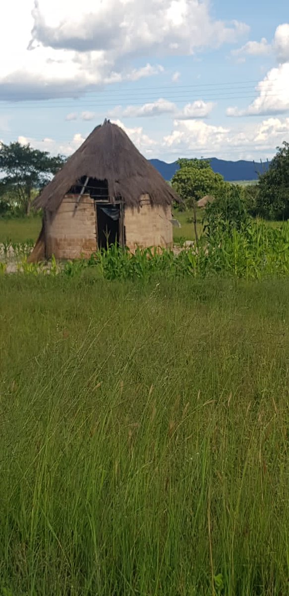 tamiswa_njovana's tweet image. Meet Sekuru Moses Muroyi 98 years Mahende village ward 11, Shurugwi. Never got married, no kids.He is on his own☹️ This is the state of his life. Hoping someone here will help him out with something. Please get in touch with me so ur contribution reaches him DIRECTLY.
