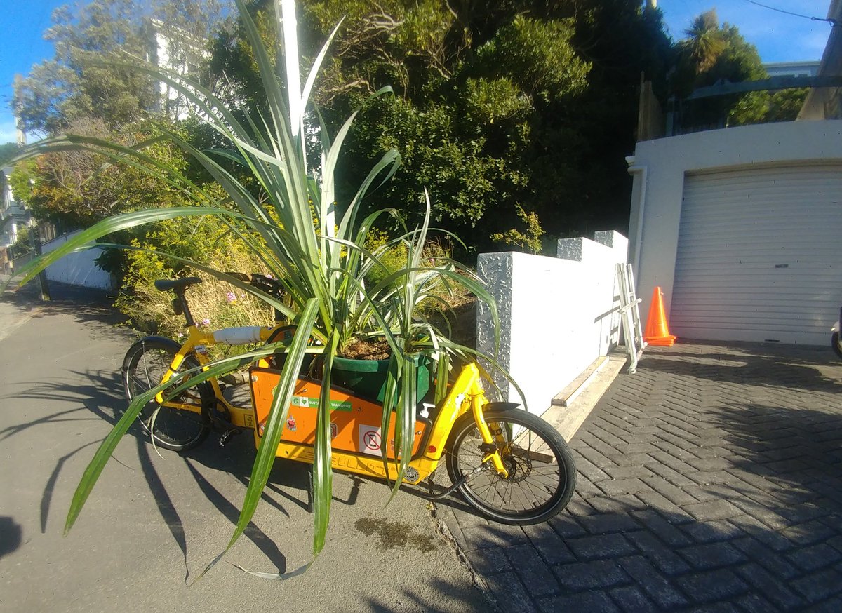 Haven't called it one yet, but today there is no denying; I ride a fancy wheelbarrow. #Bullitt #cargoBike #guerillaGardening