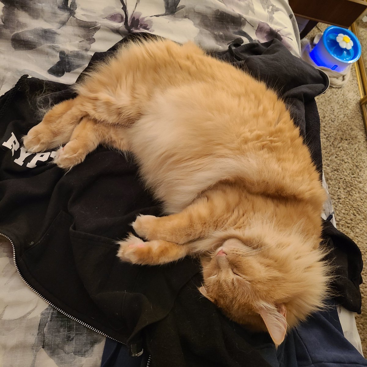 JustinKennen's tweet photo. #CatsOfTwitter I didn't like that sweater anyways. Meet Gato Squishbeans the son I never wanted. #ilovemycat #naps https://t.co/xqBPKHVK0j