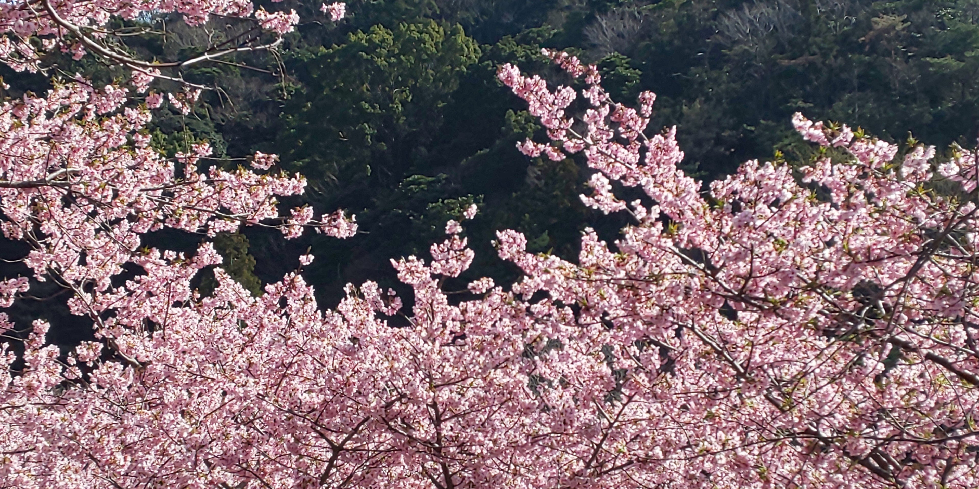 Masahiro 河村瑞賢公園の河津桜 メジロが間近で見られます T Co Xegzfxkogc Twitter