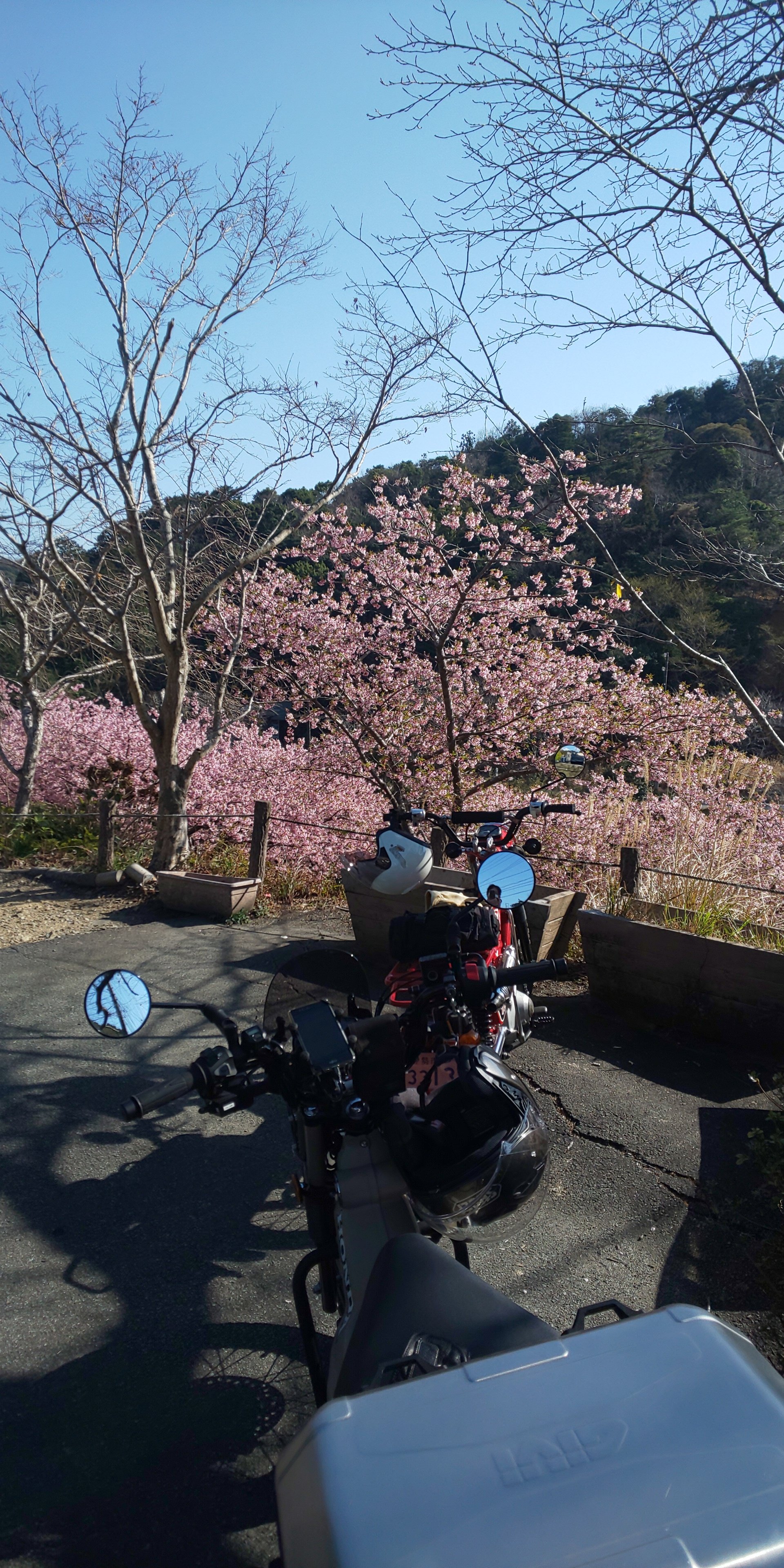 Masahiro 河村瑞賢公園の河津桜 メジロが間近で見られます T Co Xegzfxkogc Twitter