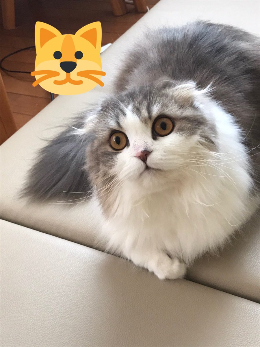 小野 早稀 おの さき Onosaki1126 ٹوئٹر