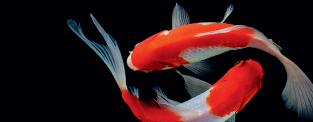 AquaticsLive's tweet photo. Profil - Mitsubishi Electric EDM https://t.co/2Gej08oNCg https://t.co/Wt1BYGQqvD
