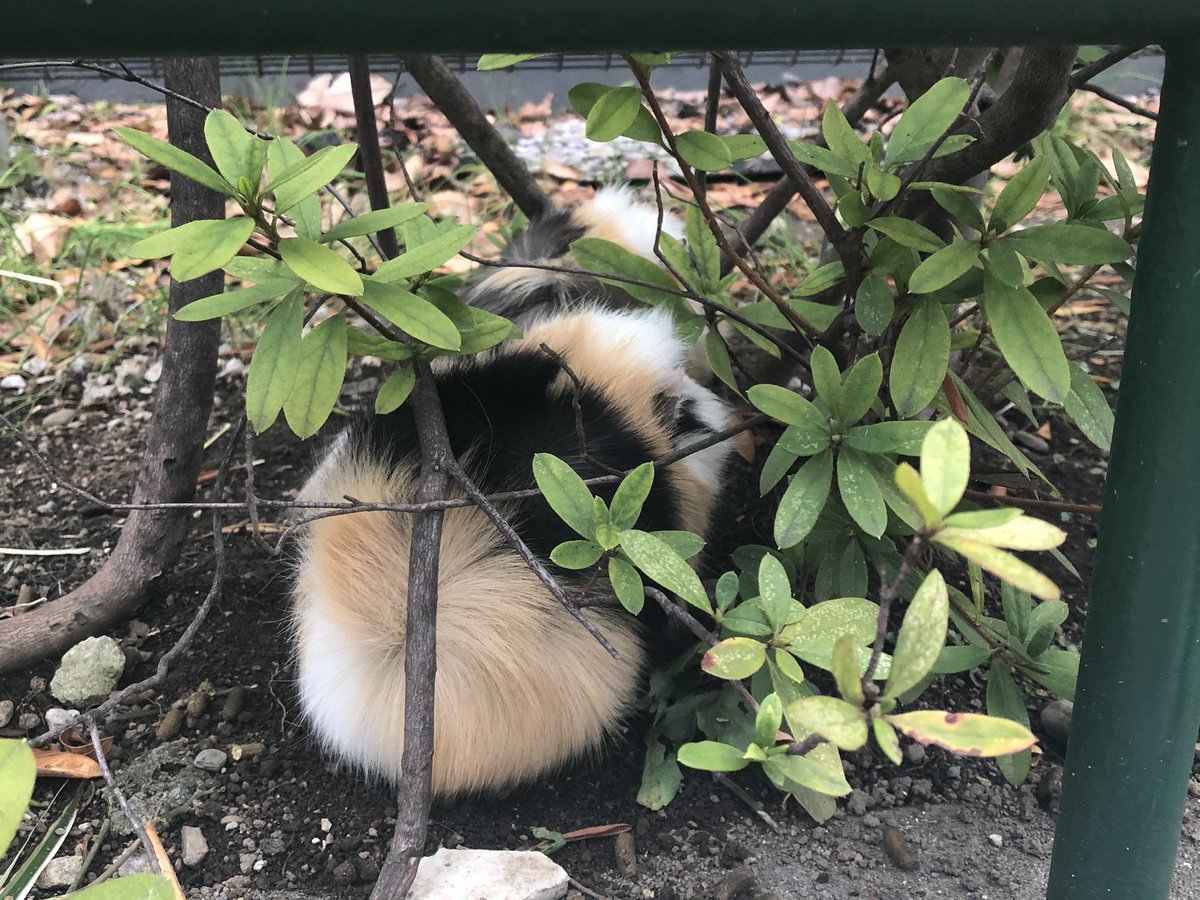 みるく＆ちょこ tweet media