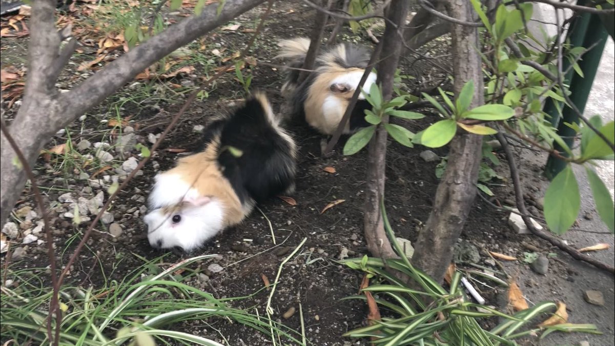 みるく＆ちょこ tweet media