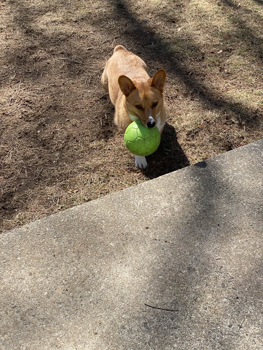 QBeast9922's tweet image. Starting our day with a little Lexi Mae.. 🐶💚 
🦋🔥💪🏾🌱
#Corgi #LexiMae #CorgisRuleTheWorld #LexiSaysHelloHoomans