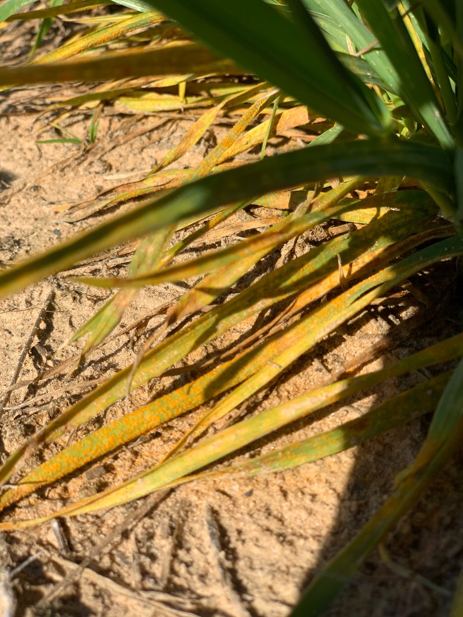 Tadele18's tweet photo. @OSU_smallgrains Our head-rows generally look great this morning but rust already started on lower leaves. https://t.co/0CzpqCYjql