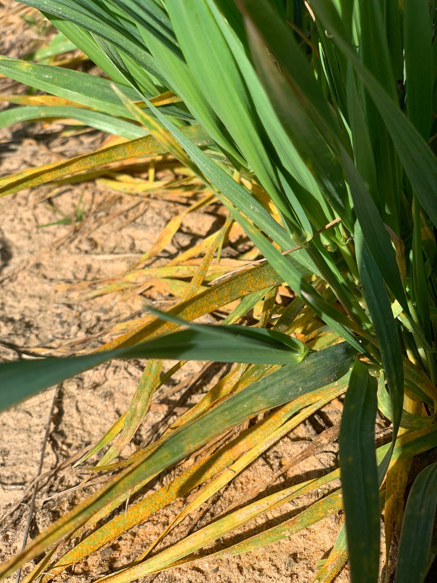 Tadele18's tweet photo. @OSU_smallgrains Our head-rows generally look great this morning but rust already started on lower leaves. https://t.co/0CzpqCYjql