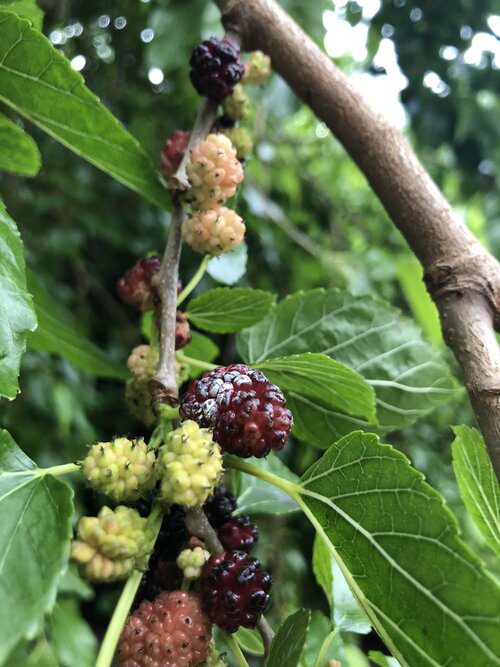 eastendwi's tweet photo. On 18 Mar, we will be joined by Sarah of the Mulberry - Tree of Plenty project. We will explore &amp; discover the colours, uses &amp; history of the iconic mulberry trees of Bethnal Green 🌳 We will meet on Zoom, starting at 7.30pm. If you would like to join please get in touch. https://t.co/DyqloWqUEy