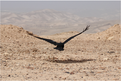 Effective immediately! 
Two PhD/Post-doc positions for research at the interface of movement ecology, animal cognition and management of three interacting raven species in a desert ecosystem (Israel) #conservation #MovementEcology
Contact @ran_nathan for details.