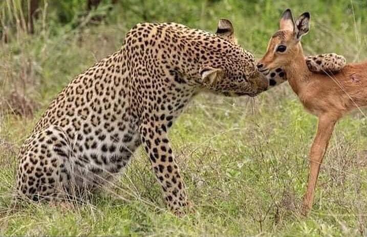 noabraspaz's tweet photo. "¿Y para cuándo el día del leopardo?" https://t.co/KzKqUljEdu