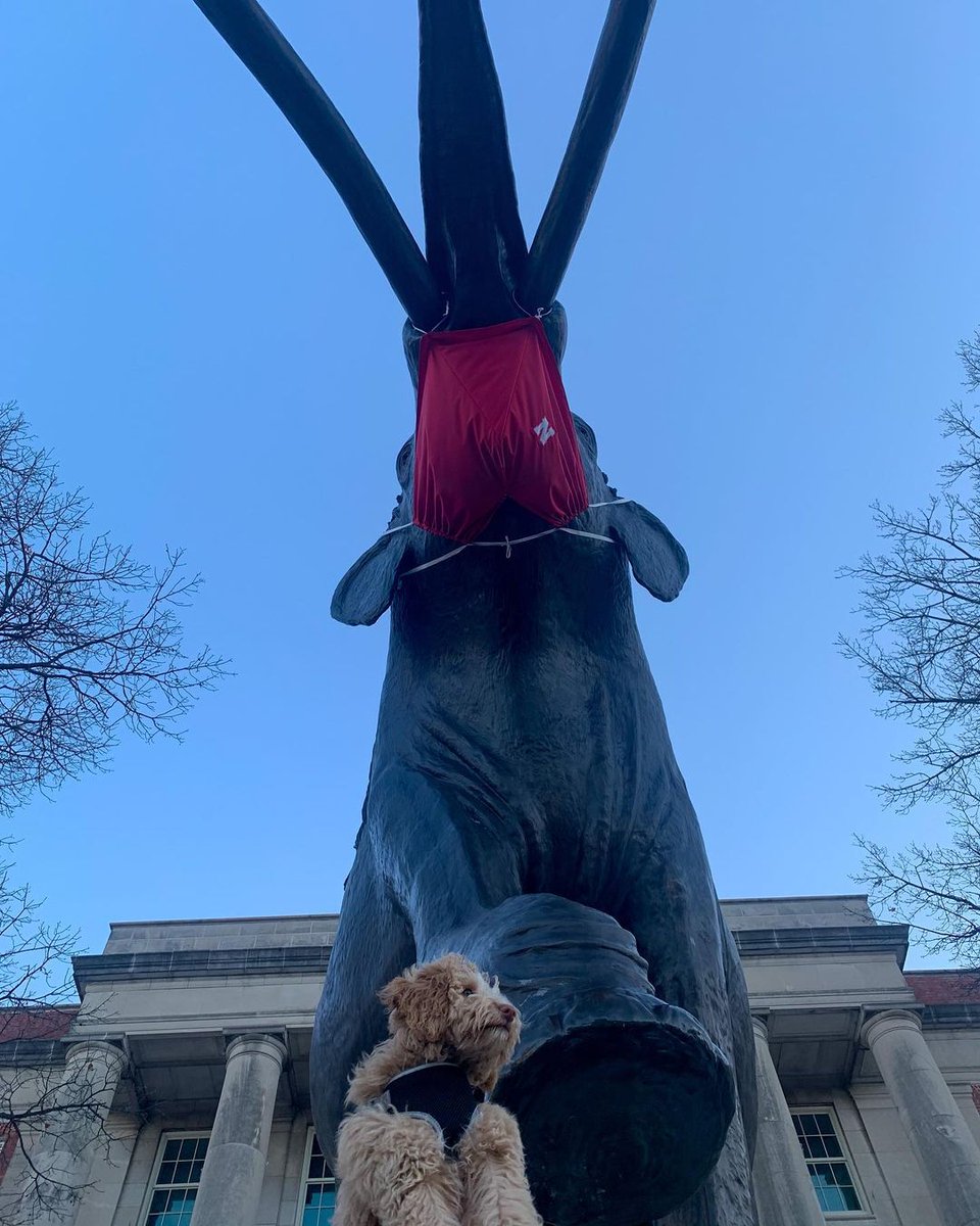 UNLincoln's tweet photo. Stevie and Archie sending some luck for the week 🍀

📷: stevielicks616 on Instagram https://t.co/AjiQ3XEQfG