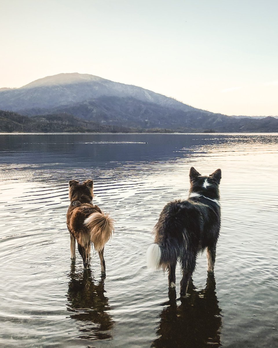 HamiltonPet's tweet photo. Let's talk about this view combined with a #MountainViewMonday 😍🏞️ https://t.co/sjihHctnGG