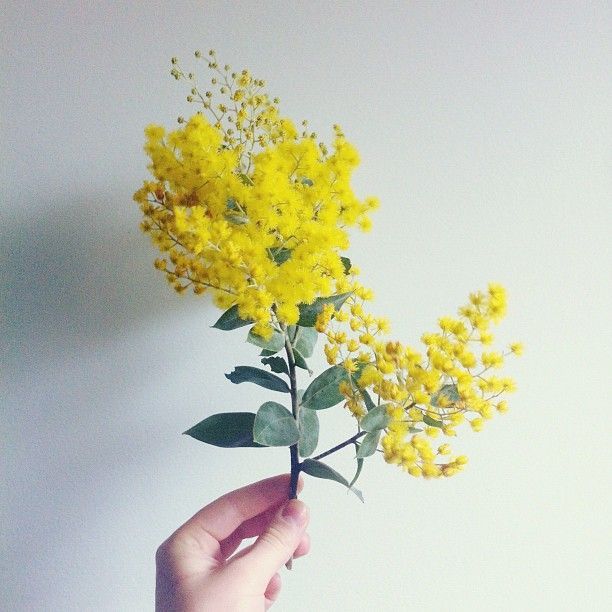 yoongiyoona's tweet photo. ormai mi paleso soltanto per le feste e le occasioni speciali (mianhae... :c), però eccomi qui per augurare un allegro ♡women's day♡ alle donne più importanti della mia vita. continuate a mostrare fieramente i colori della vostra anima, il mondo è vostro! ♡✨ https://t.co/EPNdxqQffV
