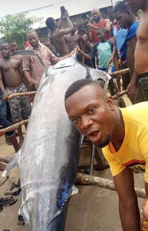 FotoNugget's tweet image. Man reportedly caught Blue marlin fish worth $2.6 million in Warri and ate it with his village people.

🤦‍♂️ 💔 😭