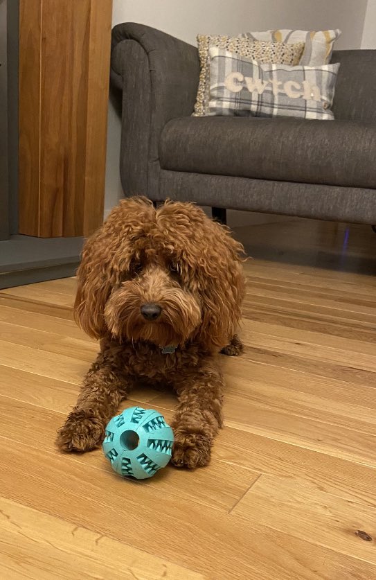 Lexiedog3's tweet image. Mum says it’s walk time and I have to leave my ball at home.  If I walk quickly it might be still here when I get home. ⚽️