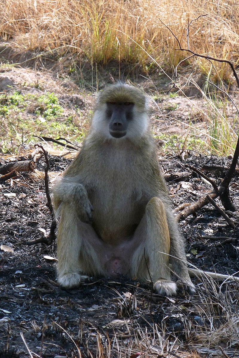 GrosscupMuseum's tweet photo. Kinda Baboons are found in central Africa.  Unlike the other primates we've looked at so far, baboons are terrestrial, spending most of their time on the ground (though they sleep in trees as night). They eat all sorts of different foods. #teambaboon #teamprimate #2021mmm https://t.co/Y6CrExMjH7