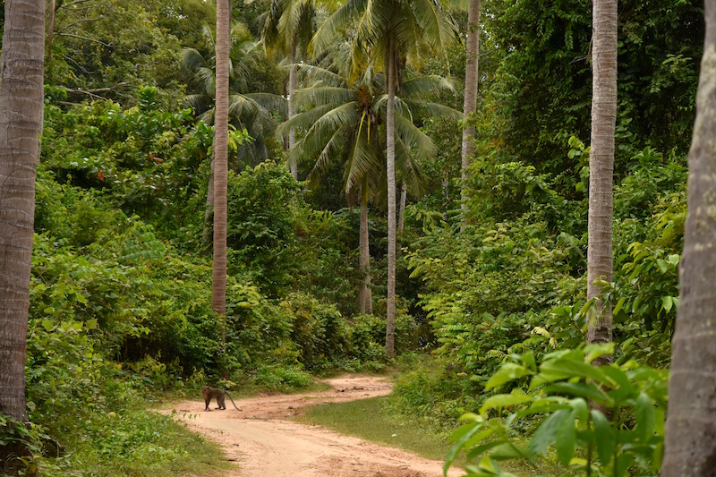 DavidLuekens's tweet image. 🌴 When it comes to travel, sometimes it is the simple things. A tree-backed beach. A chat with an elder. A well-kept garden or a thatch-roofed hut. This photo-packed story on Ko Jum / Pu focuses on the details.
thaiislandtimes.substack.com/p/ko-jum-pu-be…