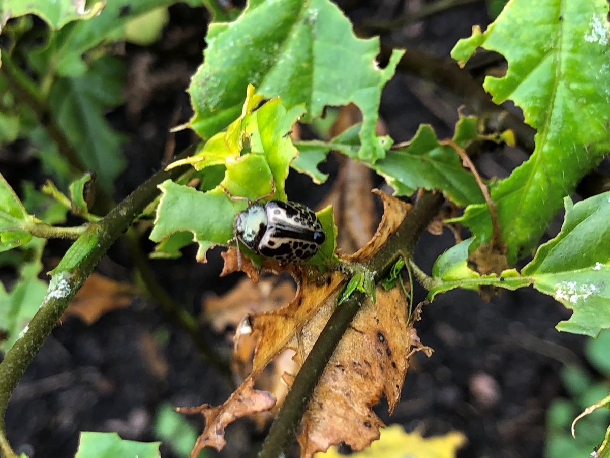 IsbergSally's tweet photo. Got Sida weed on your property? Want a chemical-free way to control it? 🪲 https://t.co/BOmeW89Npx @MattBrannRURAL @ABCRural @TraceyHayesNT @NTCattlemen @NTKezia @abclandline @AustAgCo https://t.co/koaEmYHJEF
