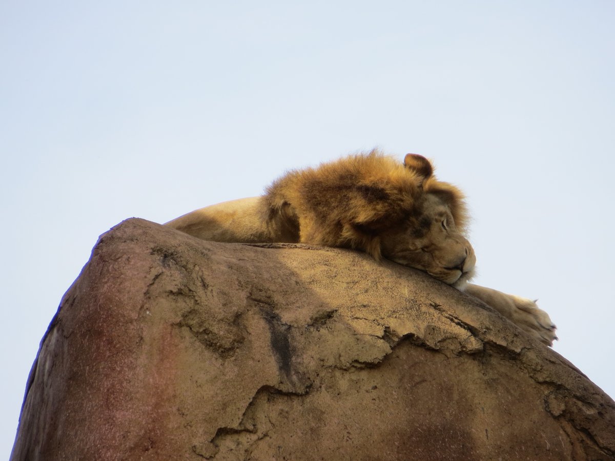 KJ_LuvTheMouse's tweet photo. Good morning and Happy Monday! Did you know you can meet the REAL Simba at Disney's Animal Kingdom?! 🦁
The male lion who lives in Disney's Kilimanjaro Safaris was the model Disney used for Simba in the 2019 animated remake! #lionking #disneyanimalkingdom #lovethemousetravel https://t.co/BSG5uFaw70