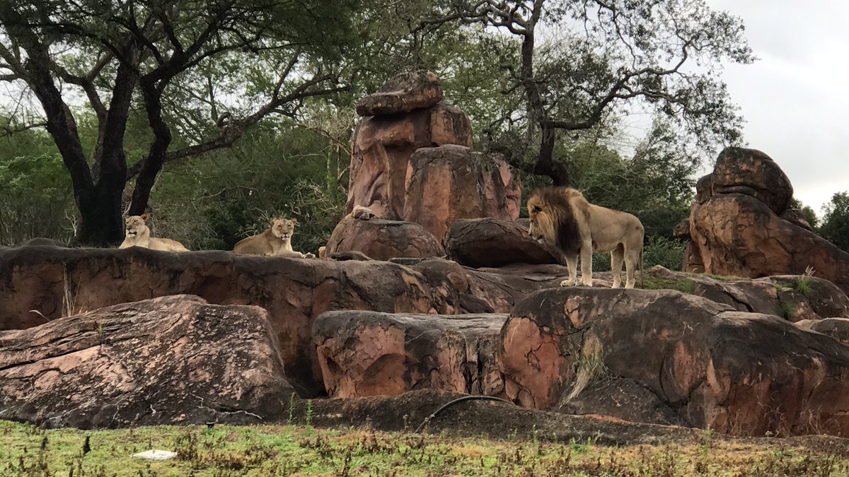 KJ_LuvTheMouse's tweet photo. Good morning and Happy Monday! Did you know you can meet the REAL Simba at Disney's Animal Kingdom?! 🦁
The male lion who lives in Disney's Kilimanjaro Safaris was the model Disney used for Simba in the 2019 animated remake! #lionking #disneyanimalkingdom #lovethemousetravel https://t.co/BSG5uFaw70