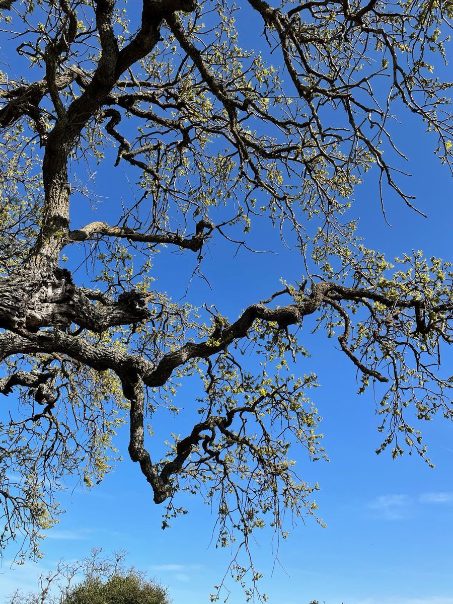rachaelmyrow's tweet photo. 📻 @KQEDForum at 9 AM: #HaveYouNoticed? #SpringHasSprung 😎 I talk with green-thumbs Claudia Damiani of @valley_verde @juliechai and @FloraGrubb about All Things Gardening in the Bay. Newbies welcome! 📱with your ⁇: 866-733-6786. Or 💌 FORUM@KQED.ORG. https://t.co/ILD0sLO3b4 https://t.co/eA6xbgOInh