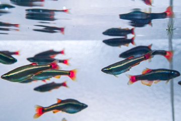 アカヒレの産卵方法とは 繁殖時に必要なものや飼育方法なども紹介 あにまろ る