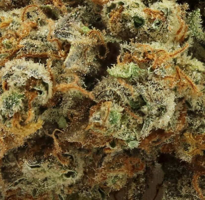 trimdcannabis's tweet photo. Starting off the new week with THIS 😍

📸: @trecbrands 
.
.
.
.
#cannabis #legalcannabis #420 #joint #preroll #ontariocannabis #thc #cannabisedibles #cannabisproducts #420daily #weed #ontarioweed #trimdcannabis #trimd #cbd #linkinbio https://t.co/Vv8IPcKFJw